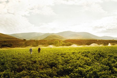 Woody Creek Field-of-Dreams